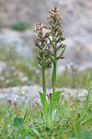 Dactylorhiza viridis